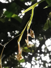 Epidendrum schlimii