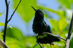 Chlorostilbon mellisugus