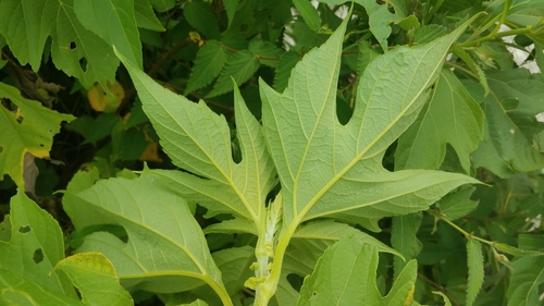 Montanoa hibiscifolia