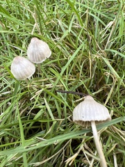 Mycena capillaripes
