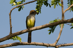 Myiarchus tyrannulus