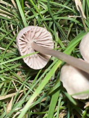 Mycena capillaripes