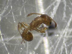 Cardiocondyla wroughtonii
