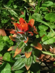 Castilleja arvensis