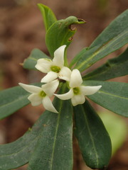 Daphne kamtschatica