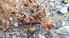 Hypertelis umbellata