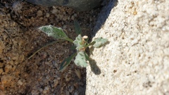 Trichoptilium incisum