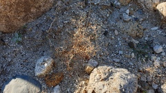 Hypertelis umbellata