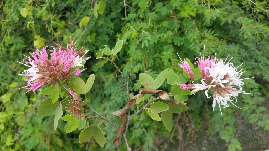 Bauhinia divaricata, Oaxaca, MX