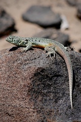 Liolaemus nigromaculatus