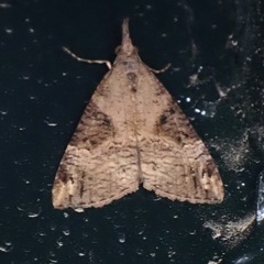 Hypena obsitalis