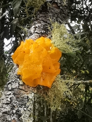 Tremella