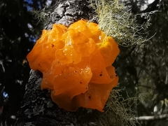 Tremella