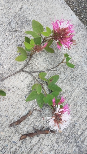 Bauhinia divaricata