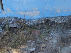 Pituophis deppei
