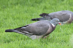 Columba palumbus