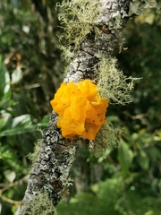 Tremella