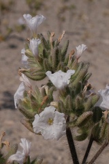 Nolana aplocaryoides