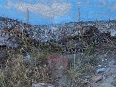 Pituophis deppei