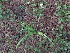 Nothoscordum gracile