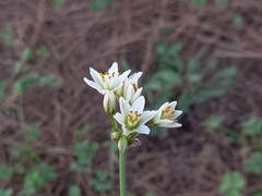 Nothoscordum gracile