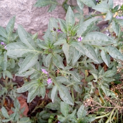 Solanum radicans
