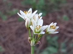 Nothoscordum gracile