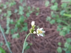 Nothoscordum gracile