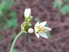 Nothoscordum gracile