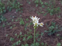 Nothoscordum gracile