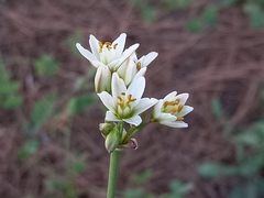 Nothoscordum gracile