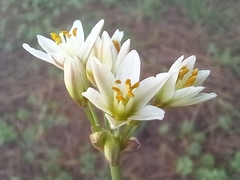 Nothoscordum gracile