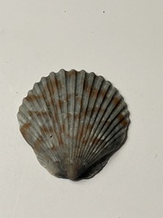 Argopecten
