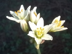 Nothoscordum gracile