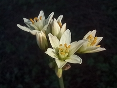 Nothoscordum gracile