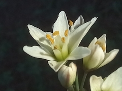 Nothoscordum gracile
