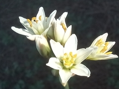 Nothoscordum gracile