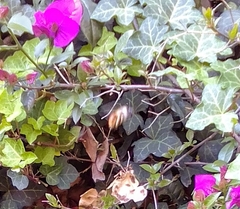 Xylocopa tabaniformis azteca