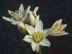 Nothoscordum gracile