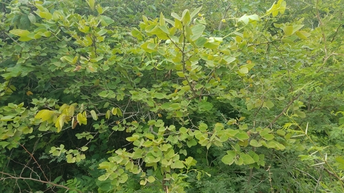 Bauhinia divaricata