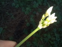 Nothoscordum gracile