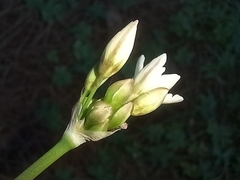 Nothoscordum gracile