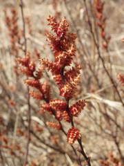 Myrica gale tomentosa
