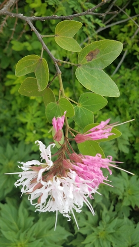Bauhinia divaricata