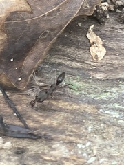 Odontomachus haematodus