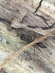 Odontomachus haematodus