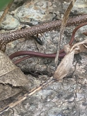 Odontomachus haematodus