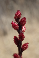 Myrica gale tomentosa