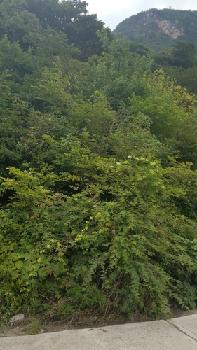 Bauhinia divaricata