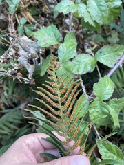Polystichum imbricans